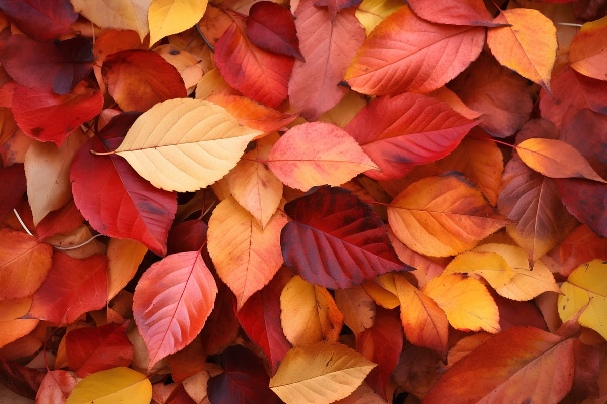 Normandy Park City Manager Report – November 14, 2025