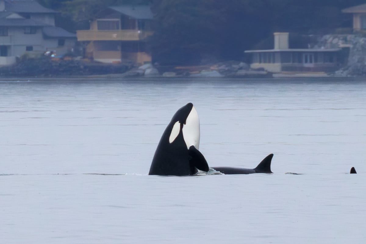Visiting Orcas 'Spyhop' at Three Tree Point on April 1 - No Fooling!