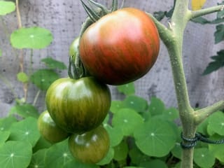 Harvesting Unripened Tomatoes