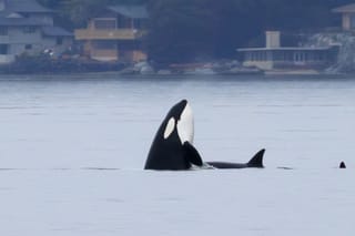 Visiting Orcas 'Spyhop' at Three Tree Point on April 1 - No Fooling!