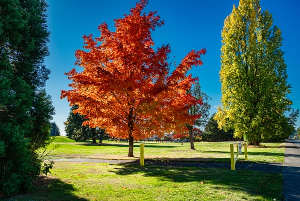 Appreciating the Changing Seasons