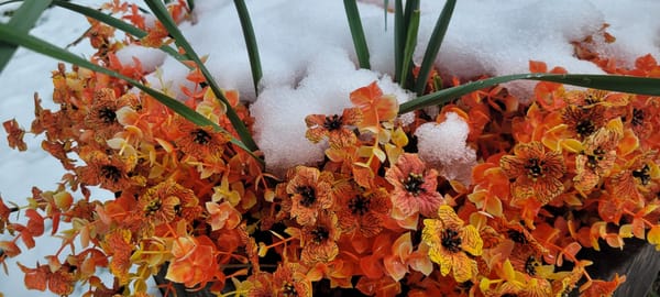 Snow Among Spring Flowers in the Highline Area